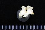 Great Blue Heron (Caudal Vertebrae Middle (Axial) - Right)