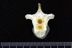 Great Blue Heron (Thoracic Vertebrae Middle (Axial) - Cranial)