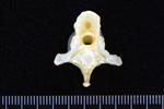 Great Blue Heron (Thoracic Vertebrae Middle (Axial) - Caudal)
