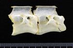 Great Blue Heron (Thoracic Vertebrae Middle (Axial) - Right)