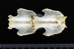 Great Blue Heron (Thoracic Vertebrae Middle (Axial) - Dorsal)