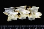 Great Blue Heron (Thoracic Vertebrae 1 (Axial) - Right)