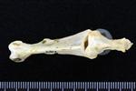 Great Blue Heron (Cervical Vertebrae 3 (Axial) - Dorsal)