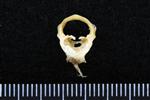 Great Blue Heron (Cervical Vertebrae 1 - Atlas (Axial) - Cranial)