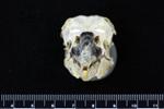 Great Blue Heron (Cranium (Axial) - Cranial)