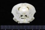 Horned Grebe (Cranium (Axial) - Cranial)