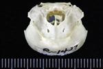 Horned Grebe (Cranium (Axial) - Caudal)
