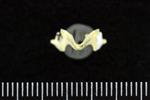 Horned Grebe (Mandible Right (Axial) - Cranial)