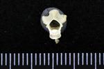 Horned Grebe (Cervical Vertebrae 2 - Axis (Axial) - Cranial)
