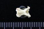 Horned Grebe (Cervical Vertebrae 3 (Axial) - Dorsal)