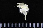 Horned Grebe (Thoracic Vertebrae 1 (Axial) - Right)