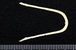Horned Grebe (Furcula (Axial) - Anterior)