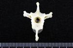 Snowy Owl (Thoracic Vertebrae Middle (Axial) - Cranial)