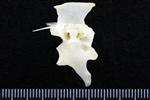 Snowy Owl (Thoracic Vertebrae Middle (Axial) - Right)