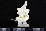 Snowy Owl (Thoracic Vertebrae Middle (Axial) - Left)
