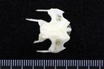 Snowy Owl (Thoracic Vertebrae Middle (Axial) - Ventral)