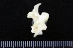 Red Tailed Hawk (Cervical Vertebrae Last (Axial) - Right)