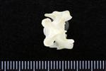 Red Tailed Hawk (Cervical Vertebrae Last (Axial) - Dorsal)