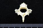 Red Tailed Hawk (Thoracic Vertebrae 1 (Axial) - Caudal)