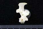 Red Tailed Hawk (Thoracic Vertebrae 1 (Axial) - Right)