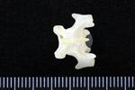 Red Tailed Hawk (Thoracic Vertebrae 1 (Axial) - Dorsal)