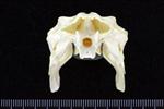 Red Tailed Hawk (Thoracic Vertebrae Last (Penultimate) (Axial) - Cranial)