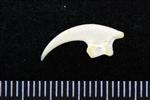 Red Tailed Hawk (Digit 3, Phalanx 4 (Left) - Lateral)