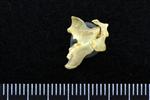 Wedge-tailed Shearwater (Cervical Vertebrae 1 - Atlas (Axial) - Left)