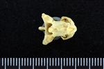 Wedge-tailed Shearwater (Cervical Vertebrae 1 - Atlas (Axial) - Ventral)