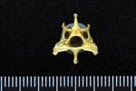 Wedge-tailed Shearwater (Cervical Vertebrae 3 (Axial) - Caudal)