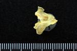 Wedge-tailed Shearwater (Cervical Vertebrae 3 (Axial) - Left)
