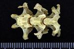 Wedge-tailed Shearwater (Cervical Vertebrae Last (Axial) - Ventral)