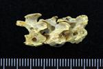 Wedge-tailed Shearwater (Thoracic Vertebrae 1 (Axial) - Right)