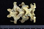 Wedge-tailed Shearwater (Thoracic Vertebrae 1 (Axial) - Dorsal)