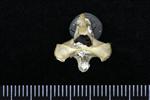 Common Raven or Northern Raven (Cervical Vertebrae 2 - Axis (Axial) - Caudal)