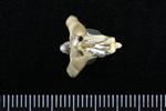 Common Raven or Northern Raven (Cervical Vertebrae 2 - Axis (Axial) - Ventral)