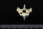 Common Raven or Northern Raven (Cervical Vertebrae 3 (Axial) - Cranial)
