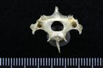 Common Raven or Northern Raven (Cervical Vertebrae Last (Axial) - Cranial)