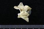 Common Raven or Northern Raven (Cervical Vertebrae Last (Axial) - Right)