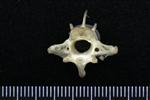 Common Raven or Northern Raven (Thoracic Vertebrae 1 (Axial) - Caudal)