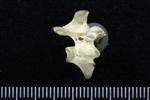 Common Raven or Northern Raven (Thoracic Vertebrae 1 (Axial) - Right)