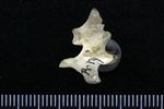 Common Raven or Northern Raven (Thoracic Vertebrae 1 (Axial) - Left)