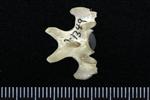 Common Raven or Northern Raven (Thoracic Vertebrae 1 (Axial) - Dorsal)