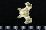 Common Raven or Northern Raven (Thoracic Vertebrae 1 (Axial) - Ventral)