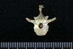 Common Raven or Northern Raven (Thoracic Vertebrae Middle (Axial) - Cranial)