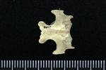 Common Raven or Northern Raven (Thoracic Vertebrae Middle (Axial) - Dorsal)