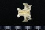Common Raven or Northern Raven (Thoracic Vertebrae Middle (Axial) - Ventral)