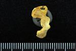 Common Loon (Cervical Vertebrae 1 - Atlas (Axial) - Right)