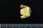 Common Loon (Cervical Vertebrae 1 - Atlas (Axial) - Ventral)