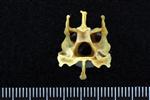 Common Loon (Cervical Vertebrae 3 (Axial) - Caudal)